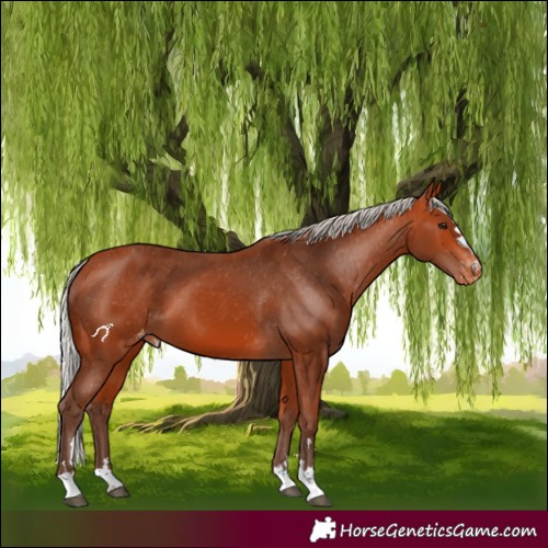 Horse Color:Silver Bay Appaloosa 