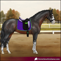 Horse Color:Brown 