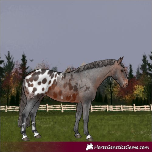 Horse Color:Brown Appaloosa 