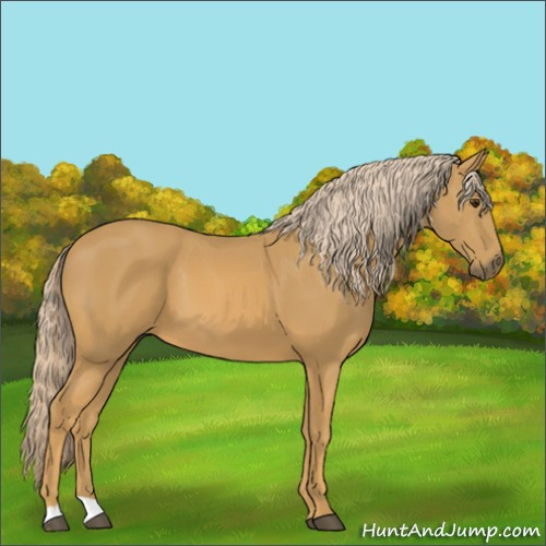 Horse Color:Unknown 