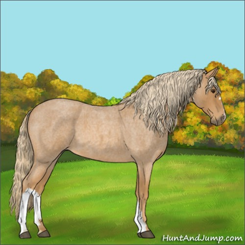 Horse Color:Unknown 