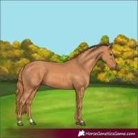 Horse Color:Chestnut 
