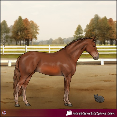 Horse Color:Chestnut 