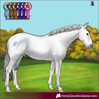 Horse Color:Gray Brown Sabino Tobiano Rabicano 