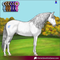 Horse Color:Gray Brown Sabino Tobiano Rabicano 