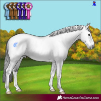Horse Color:Gray Brown Sabino Tobiano Rabicano 