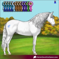 Horse Color:Gray Brown Sabino Tobiano Rabicano