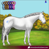 Horse Color:Gray Brown Sabino Tobiano Rabicano 