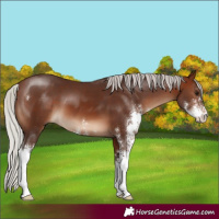 Horse Color:Silver Brown Sabino 