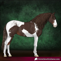 Horse Color:Liver Chestnut Sabino Tobiano 