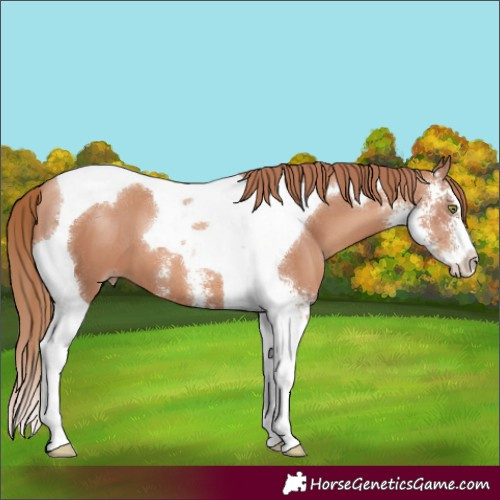 Horse Color:Gold Champagne Sabino Tobiano 
