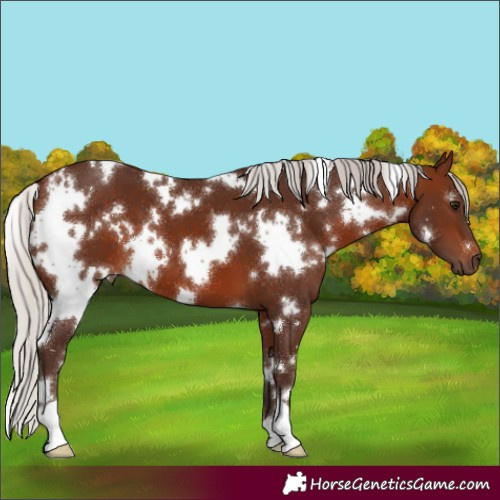 Horse Color:White Spotted Silver Brown 