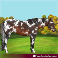 Horse Color:White Spotted Brown 