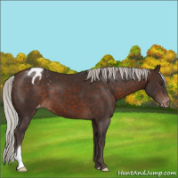 Horse Color:Silver Brown Appaloosa 