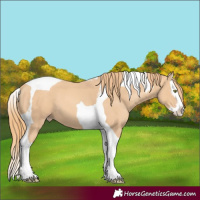 Horse Color:Gold Champagne Splash Tobiano 