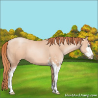 Horse Color:Sable Champagne Pearl Sabino