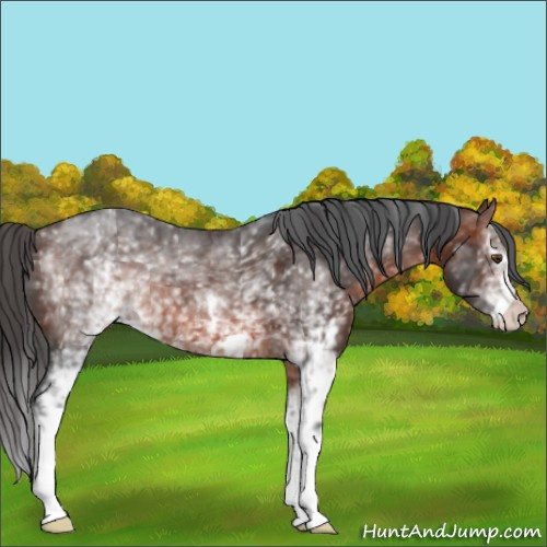 Horse Color:White Spotted Brown