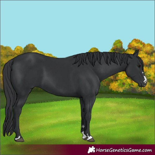 Horse Color:Black 