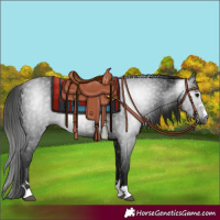 Horse Color:Gray Black 