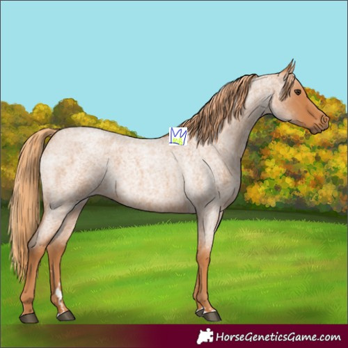 Horse Color:Red Roan 