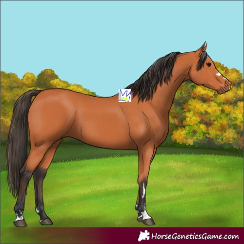 Horse Color:Bay 