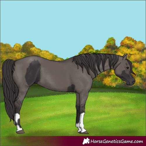 Horse Color:Smoky Black and Smoky Grullo
