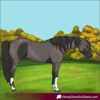 Horse Color:Smoky Black  and Smoky Grullo 