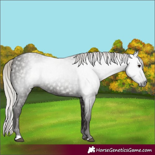 Horse Color:Gray Silver Black 