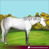 Horse Color:Gray Silver Black 