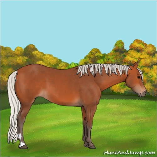 Horse Color:Silver Bay 