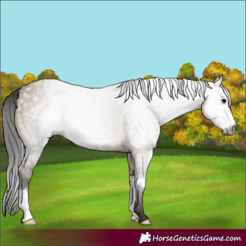 Horse Color:Gray Brown Dun Sabino 