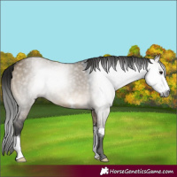 Horse Color:Gray Brown Dun Sabino 
