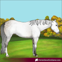 Horse Color:Gray Brown Dun Sabino 