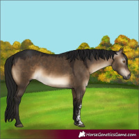 Horse Color:Gray Brown Dun Sabino 