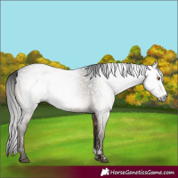 Horse Color:Gray Brown Dun Sabino