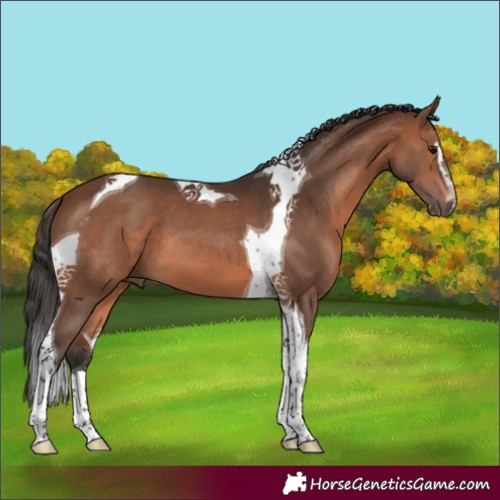 Horse Color:Brown Sabino Tobiano