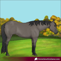 Horse Color:Grullo 