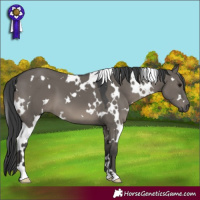 Horse Color:White Spotted Grullo 
