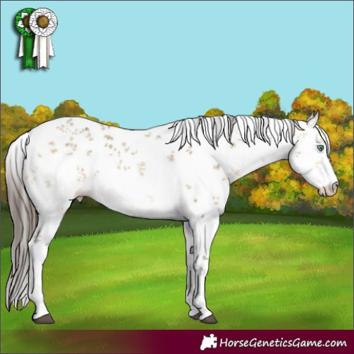 Horse Color:White Spotted Buckskin Dun Sabino 
