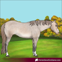 Horse Color:Bay Dun Appaloosa 