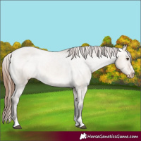 Horse Color:Bay Dun Appaloosa 