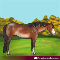 Horse Color:Bay Sabino