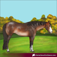Horse Color:Bay Sabino