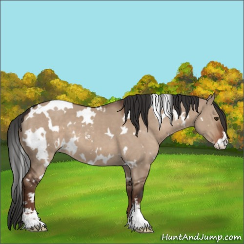 Horse Color:White Spotted Liver Red Dun Sabino 