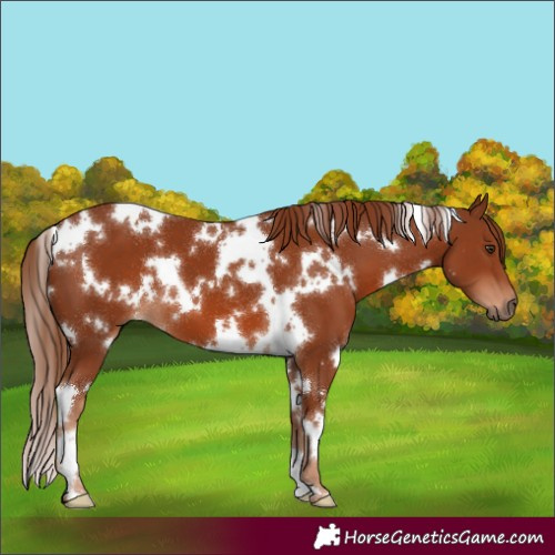 Horse Color:White Spotted Chestnut 