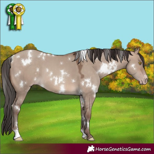 Horse Color:White Spotted Sable Champagne Dun 
