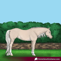 Horse Color:Cremello Tobiano 