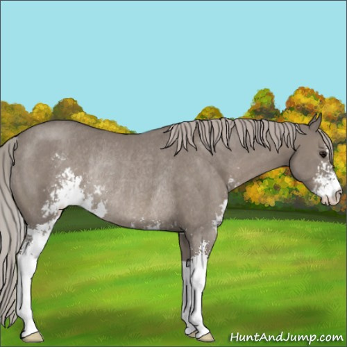 Horse Color:Silver Grullo Sabino Rabicano
