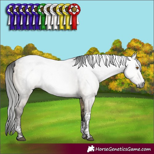 Horse Color:Gray Buckskin Dun Sabino Tobiano