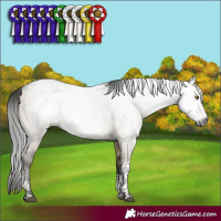 Horse Color:Gray Buckskin Dun Sabino Tobiano 